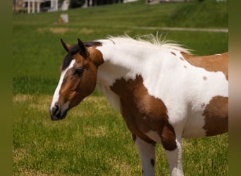 American Quarter Horse Mix, Ruin, 4 Jaar, 142 cm, Gevlekt-paard