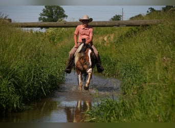 American Quarter Horse Mix, Ruin, 4 Jaar, 142 cm, Gevlekt-paard