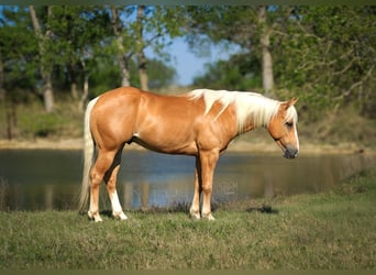 American Quarter Horse, Ruin, 4 Jaar, 142 cm, Palomino