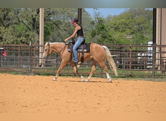 American Quarter Horse, Ruin, 4 Jaar, 142 cm, Palomino
