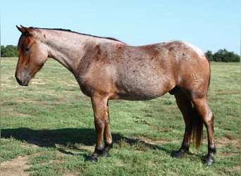 American Quarter Horse, Ruin, 4 Jaar, 142 cm, Roan-Bay