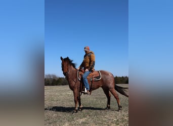 American Quarter Horse, Ruin, 4 Jaar, 142 cm, Roan-Bay