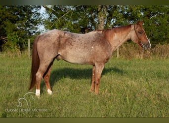 American Quarter Horse, Ruin, 4 Jaar, 142 cm, Roan-Red