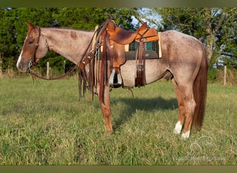 American Quarter Horse, Ruin, 4 Jaar, 142 cm, Roan-Red