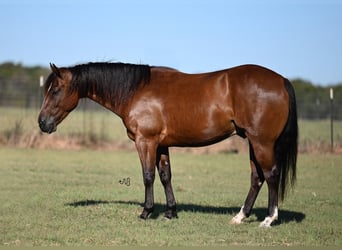 American Quarter Horse, Ruin, 4 Jaar, 142 cm, Roodbruin