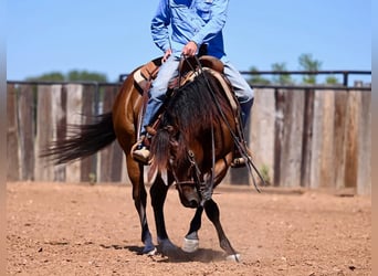 American Quarter Horse, Ruin, 4 Jaar, 142 cm, Roodbruin