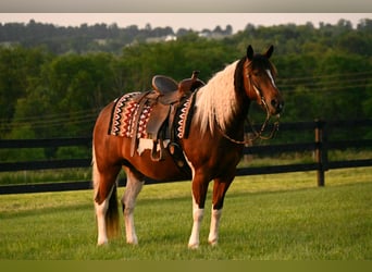 American Quarter Horse, Ruin, 4 Jaar, 142 cm, Tobiano-alle-kleuren