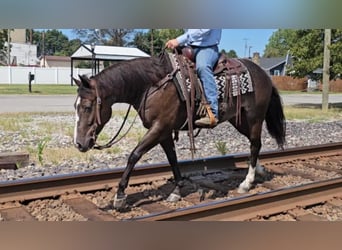 American Quarter Horse, Ruin, 4 Jaar, 142 cm, Zwart