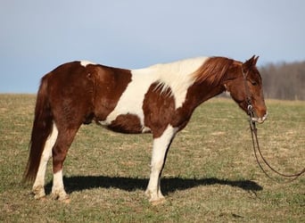 American Quarter Horse, Ruin, 4 Jaar, 145 cm, Donkere-vos