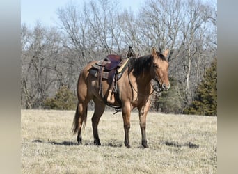 American Quarter Horse, Ruin, 4 Jaar, 145 cm, Falbe