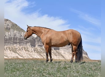 American Quarter Horse, Ruin, 4 Jaar, 145 cm, Falbe