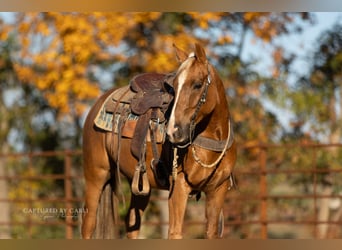 American Quarter Horse, Ruin, 4 Jaar, 145 cm, Palomino