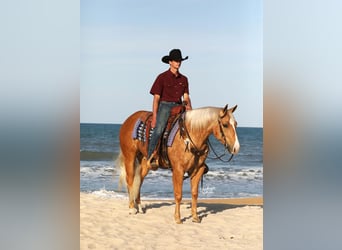 American Quarter Horse, Ruin, 4 Jaar, 145 cm, Palomino