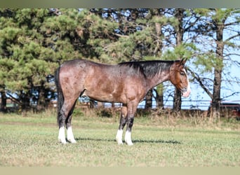 American Quarter Horse Mix, Ruin, 4 Jaar, 145 cm, Roan-Bay