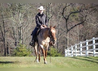 American Quarter Horse, Ruin, 4 Jaar, 145 cm, Roan-Red