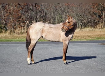 American Quarter Horse, Ruin, 4 Jaar, 145 cm, Roan-Red