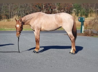 American Quarter Horse, Ruin, 4 Jaar, 145 cm, Roan-Red