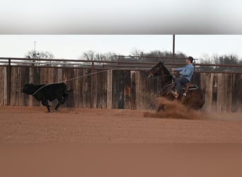 American Quarter Horse, Ruin, 4 Jaar, 145 cm, Roodbruin