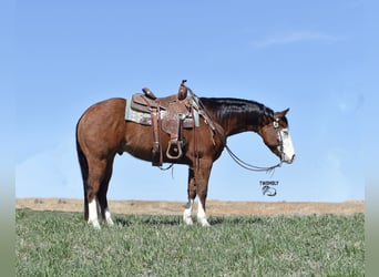American Quarter Horse, Ruin, 4 Jaar, 145 cm, Roodbruin
