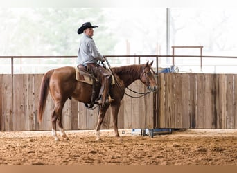 American Quarter Horse, Ruin, 4 Jaar, 145 cm, Roodvos