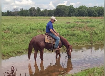 American Quarter Horse, Ruin, 4 Jaar, 145 cm, Roodvos