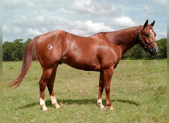 American Quarter Horse, Ruin, 4 Jaar, 145 cm, Roodvos
