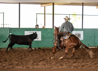 American Quarter Horse, Ruin, 4 Jaar, 145 cm, Roodvos