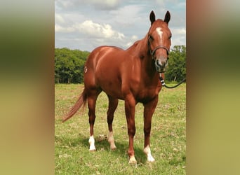 American Quarter Horse, Ruin, 4 Jaar, 145 cm, Roodvos