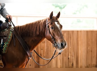 American Quarter Horse, Ruin, 4 Jaar, 145 cm, Roodvos