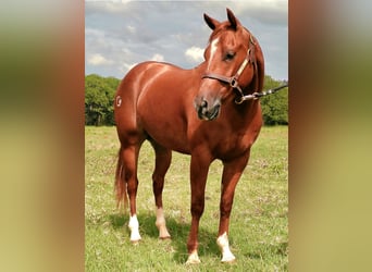American Quarter Horse, Ruin, 4 Jaar, 145 cm, Roodvos