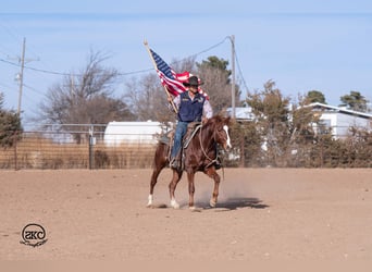 American Quarter Horse, Ruin, 4 Jaar, 145 cm, Roodvos