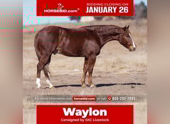 American Quarter Horse, Ruin, 4 Jaar, 145 cm, Roodvos