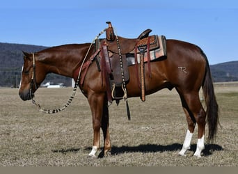 American Quarter Horse, Ruin, 4 Jaar, 145 cm, Roodvos