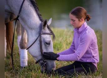 American Quarter Horse, Ruin, 4 Jaar, 145 cm, Schimmel