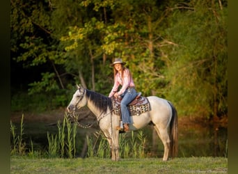 American Quarter Horse, Ruin, 4 Jaar, 145 cm, Schimmel