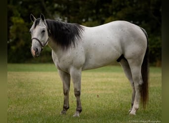 American Quarter Horse, Ruin, 4 Jaar, 145 cm, Schimmel