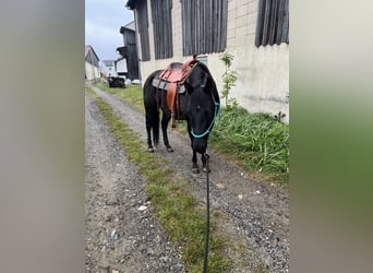 American Quarter Horse, Ruin, 4 Jaar, 145 cm, Zwart