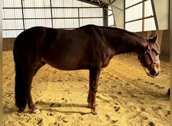 American Quarter Horse, Ruin, 4 Jaar, 146 cm, Donkere-vos