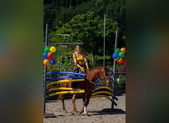 American Quarter Horse, Ruin, 4 Jaar, 146 cm, Vos