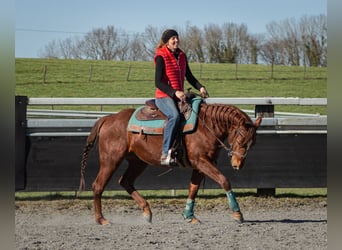 American Quarter Horse, Ruin, 4 Jaar, 146 cm, Vos