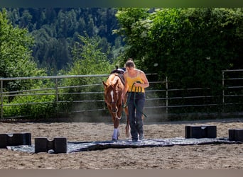 American Quarter Horse, Ruin, 4 Jaar, 146 cm, Vos