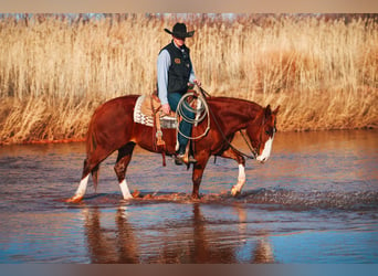 American Quarter Horse, Ruin, 4 Jaar, 147 cm, Donkere-vos