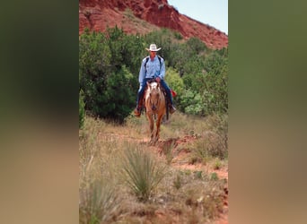 American Quarter Horse, Ruin, 4 Jaar, 147 cm, Dunalino