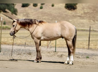 American Quarter Horse, Ruin, 4 Jaar, 147 cm, Falbe