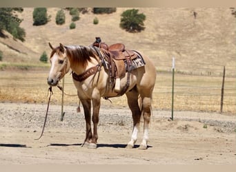 American Quarter Horse, Ruin, 4 Jaar, 147 cm, Falbe