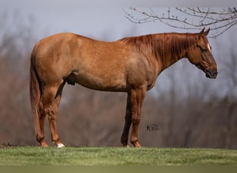 American Quarter Horse, Ruin, 4 Jaar, 147 cm, Falbe