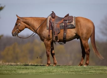 American Quarter Horse, Ruin, 4 Jaar, 147 cm, Falbe
