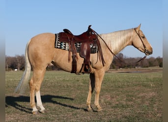 American Quarter Horse, Ruin, 4 Jaar, 147 cm, Palomino