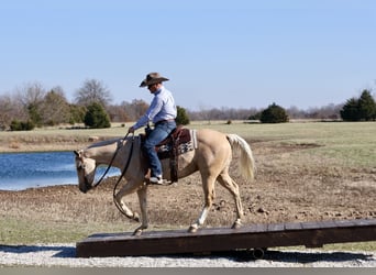 American Quarter Horse, Ruin, 4 Jaar, 147 cm, Palomino