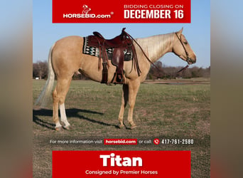 American Quarter Horse, Ruin, 4 Jaar, 147 cm, Palomino